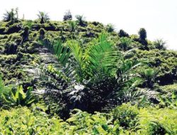 Sawit di Cigobang Cirebon Ditanam Tanpa Bilang ke Pemilik Lahan: Tahu-tahu Ada Lubang